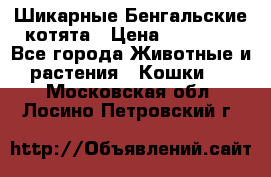 Шикарные Бенгальские котята › Цена ­ 25 000 - Все города Животные и растения » Кошки   . Московская обл.,Лосино-Петровский г.